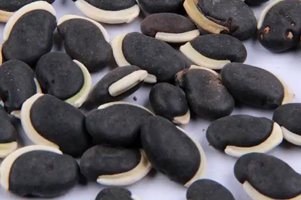 眉豆的种植方法，首先选用优质抗病品种播种