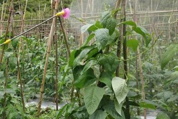 眉豆的种植方法，首先选用优质抗病品种播种