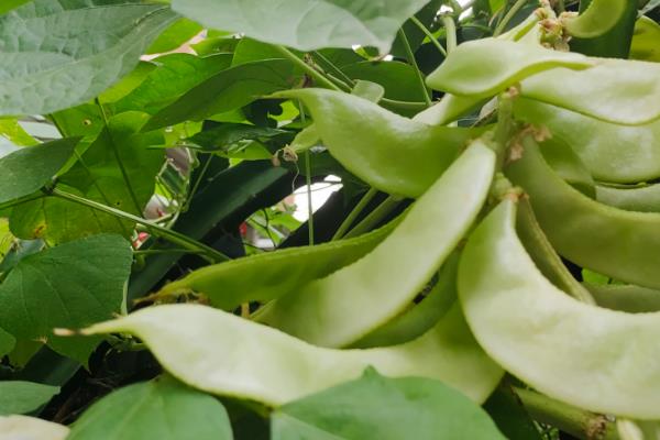 眉豆的种植方法，首先选用优质抗病品种播种