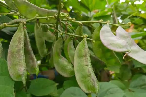 眉豆的种植方法，首先选用优质抗病品种播种