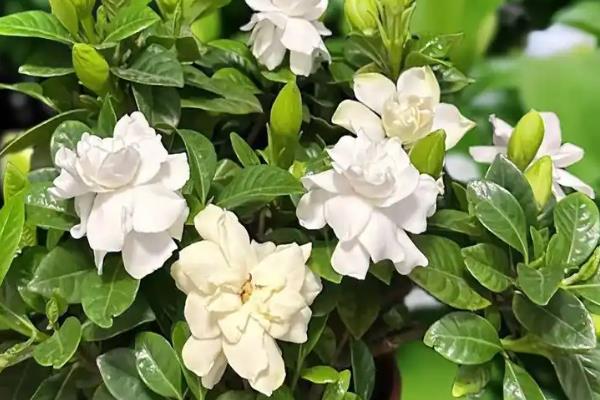 有哪些白色的花，常见的有栀子花、茉莉花等