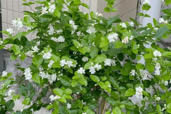 有哪些白色的花，常见的有栀子花、茉莉花等