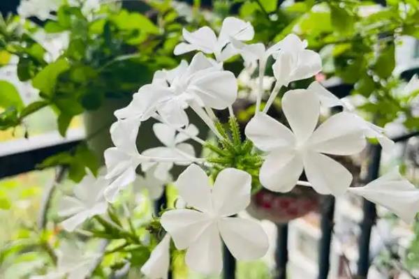 有哪些白色的花，常见的有栀子花、茉莉花等