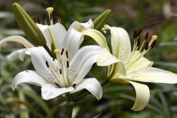 有哪些白色的花，常见的有栀子花、茉莉花等
