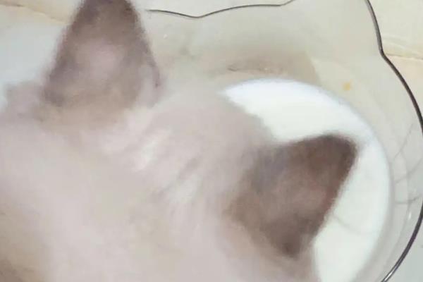 给猫冲完羊奶可以放多长时间，冲泡后一般能放置4-6小时