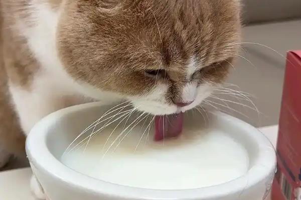 给猫冲完羊奶可以放多长时间，冲泡后一般能放置4-6小时