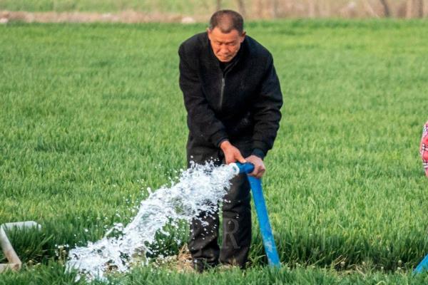 小麦的叶片为什么发紫，大多是养分不足、光照过少等原因引起