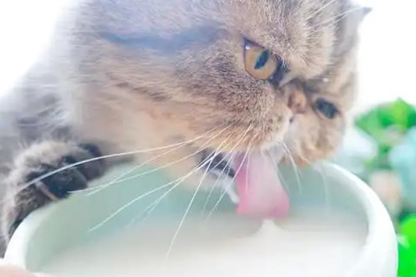 给猫冲完羊奶可以放多长时间，冲泡后一般能放置4-6小时