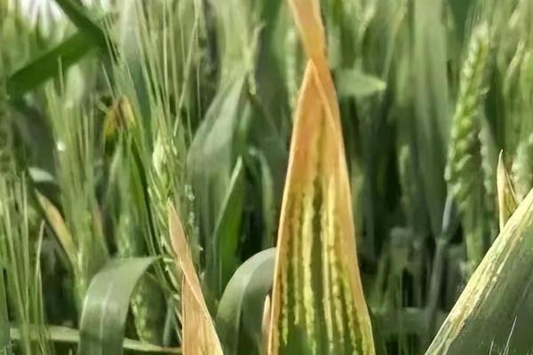 小麦的叶片为什么发紫，大多是养分不足、光照过少等原因引起