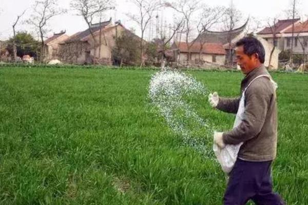 小麦的叶片为什么发紫，大多是养分不足、光照过少等原因引起