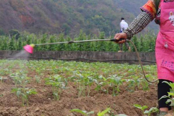 灭杀黄守瓜用什么药，敌敌畏、晶体敌百虫、呋喃丹等药物均可防治