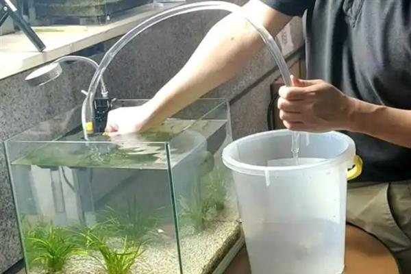 罗汉鱼头撞破了怎么处理，首先要及时换水