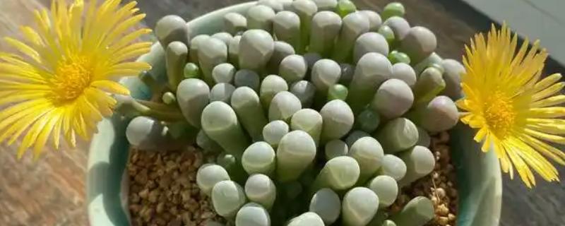 五十铃玉的花语，寓意坚强、快乐等
