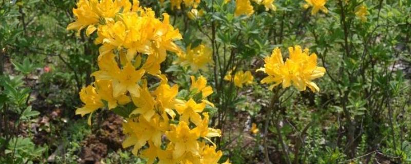 怎么养闹羊花，将其养护在通风明亮的地方