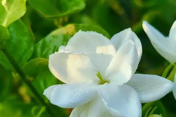 茉莉花要不要打顶，打顶后可加快生长速度