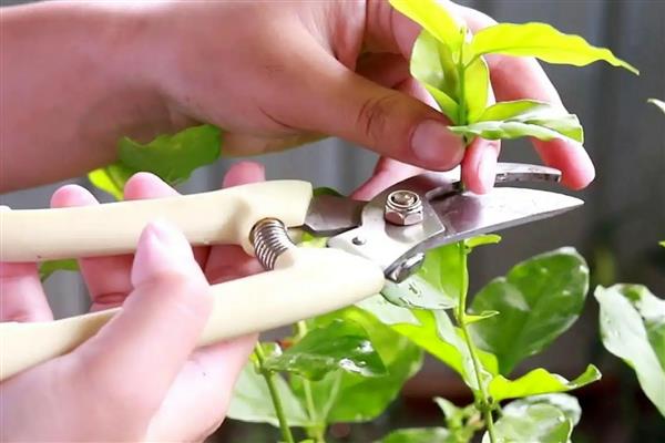 茉莉花要不要打顶，打顶后可加快生长速度