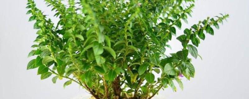 满天星要水养吗，满天星是要用水来养的