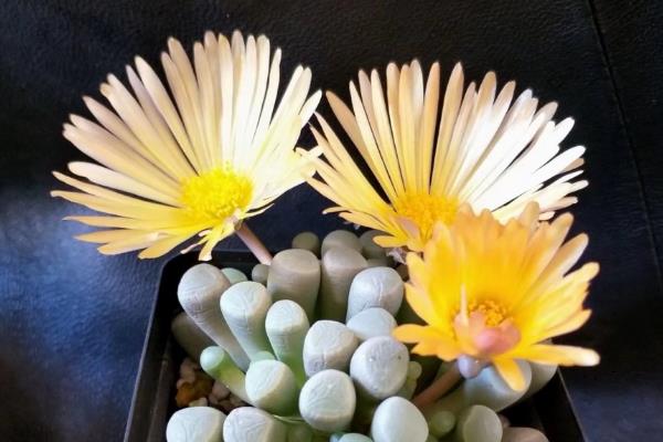 五十铃玉的花语，寓意坚强、快乐等