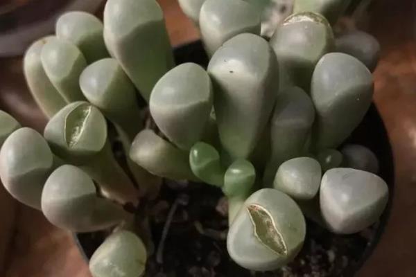 五十铃玉的花语，寓意坚强、快乐等