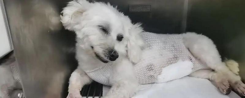 狗狗绝育后要注意什么，至少经过6小时左右才能喂食