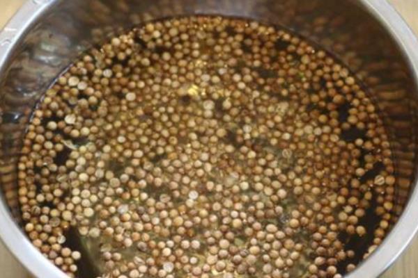 香菜种子要泡多长时间才能播种，经过8-10小时左右便可充分吸收水分