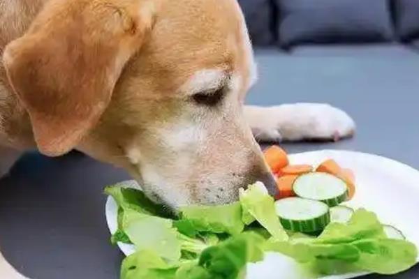 狗上火了如何降火，用板蓝根冲水饲喂具有清凉解毒的作用