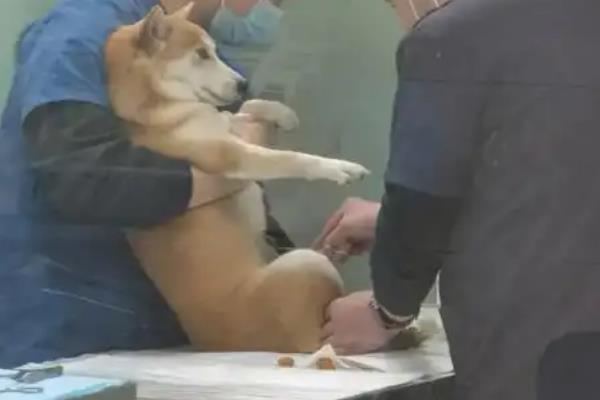 狗狗绝育后要注意什么，至少经过6小时左右才能喂食