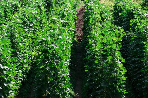 四季豆能采摘几次，一般最多可以采摘4-5次