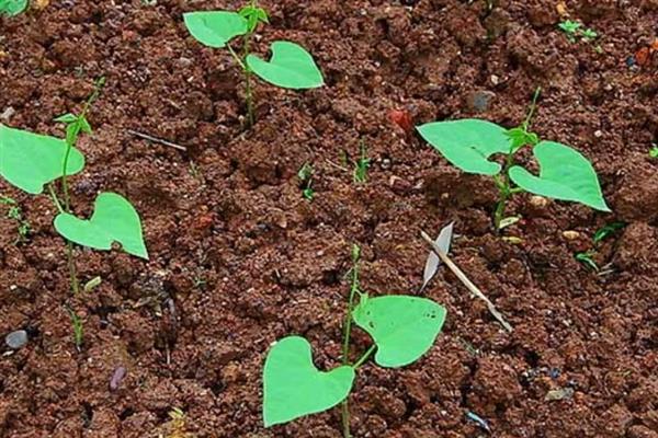 四季豆能采摘几次，一般最多可以采摘4-5次