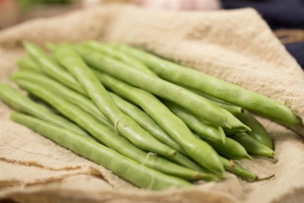 四季豆能采摘几次，一般最多可以采摘4-5次