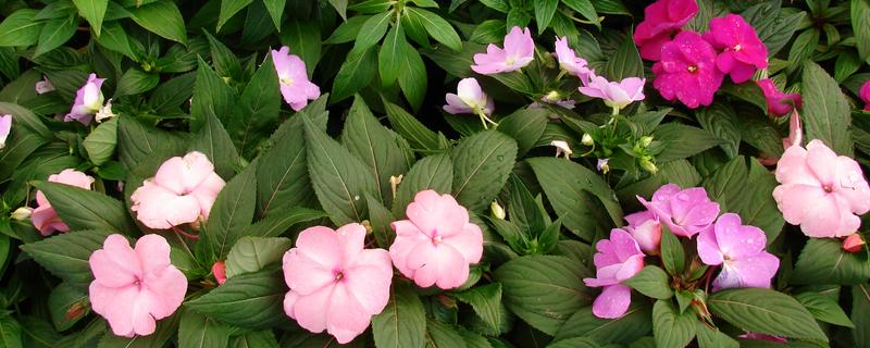 怎么养殖凤仙花，春秋季节每隔3-5天浇一次水