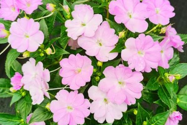 怎么养殖凤仙花，春秋季节每隔3-5天浇一次水