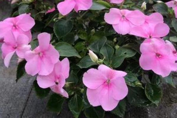 怎么养殖凤仙花，春秋季节每隔3-5天浇一次水