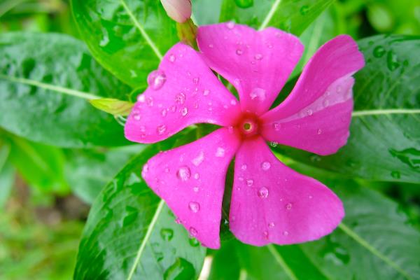 怎么养殖凤仙花，春秋季节每隔3-5天浇一次水