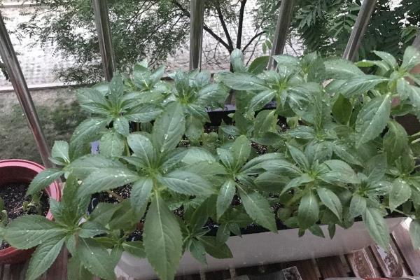 怎么养殖凤仙花，春秋季节每隔3-5天浇一次水