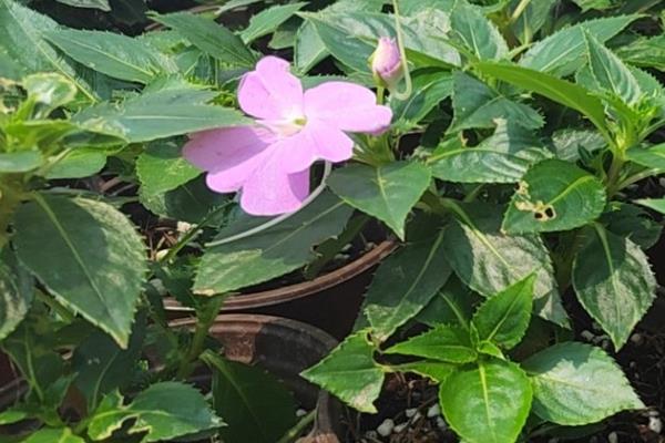 怎么养殖凤仙花，春秋季节每隔3-5天浇一次水