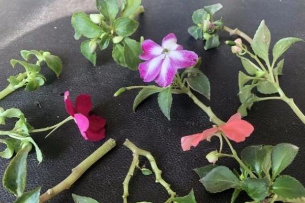怎么养殖凤仙花，春秋季节每隔3-5天浇一次水