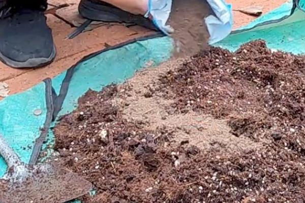 怎么养殖凤仙花，春秋季节每隔3-5天浇一次水