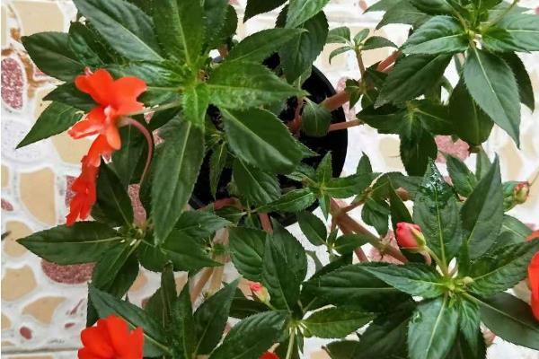 怎么养殖凤仙花，春秋季节每隔3-5天浇一次水