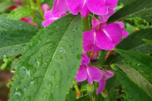 怎么养殖凤仙花，春秋季节每隔3-5天浇一次水