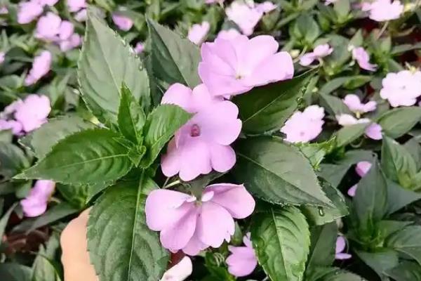 怎么养殖凤仙花，春秋季节每隔3-5天浇一次水