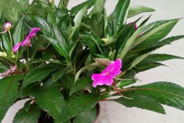 怎么养殖凤仙花，春秋季节每隔3-5天浇一次水