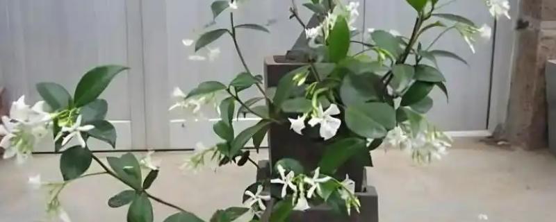 盘龙香怎么扦插，建议选择在春秋两季进行