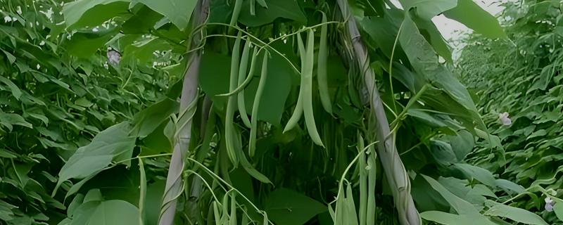四季豆的种植时间，在2-4月份种植可促进种子萌发