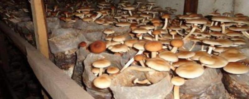 茶树菇的栽培技术，适宜生长在疏松透气的土壤中