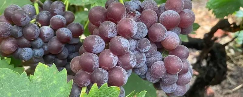 大泽山葡萄有哪些品种,常见的有玫瑰香、金手指等