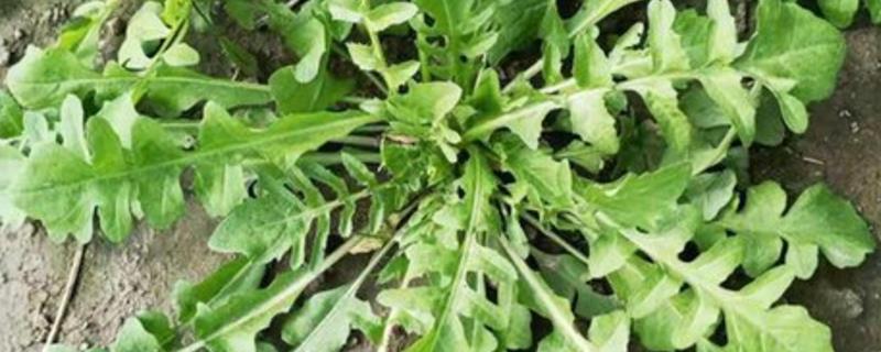 芨芨菜的种植技术，南方地区主要在春、秋栽培