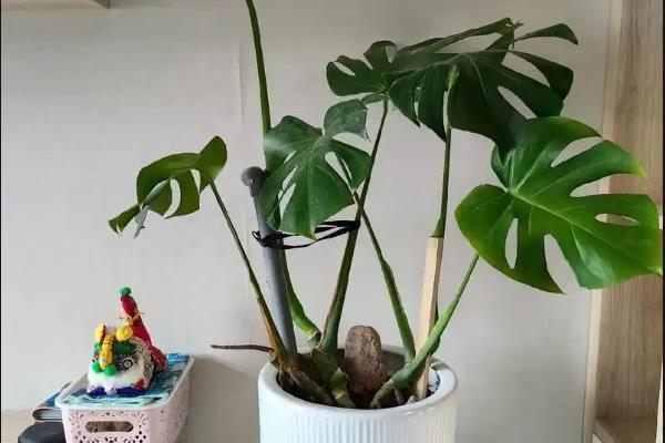 蓬莱蕉怎么种植，生长旺季每隔15天追施一次饼肥水