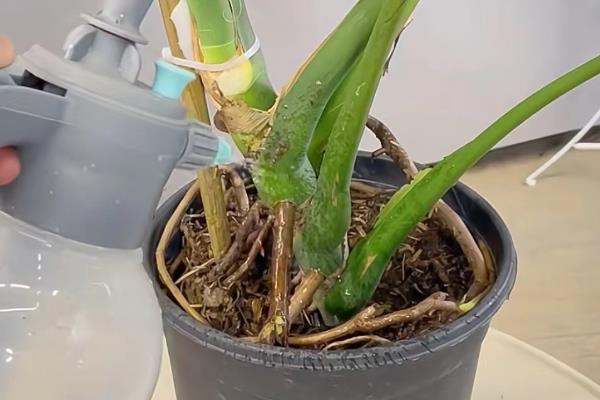 蓬莱蕉怎么种植，生长旺季每隔15天追施一次饼肥水