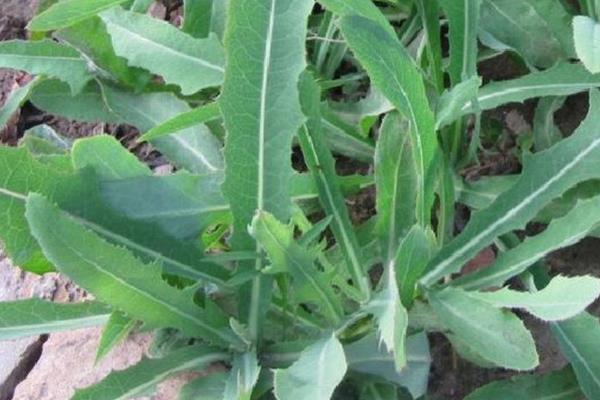 天香菜分布在哪里，北京、山西、江西等地方均有分布